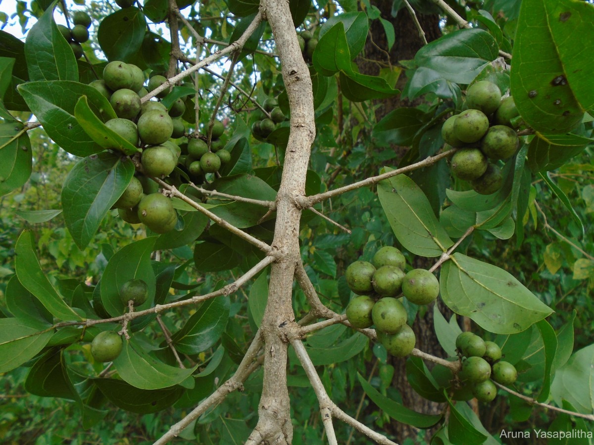 Strychnos potatorum L.f.